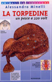 Copertina  La torpedine : un pesce a 220 volt